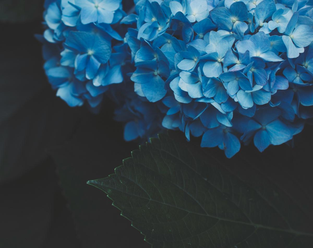 Blue flowers